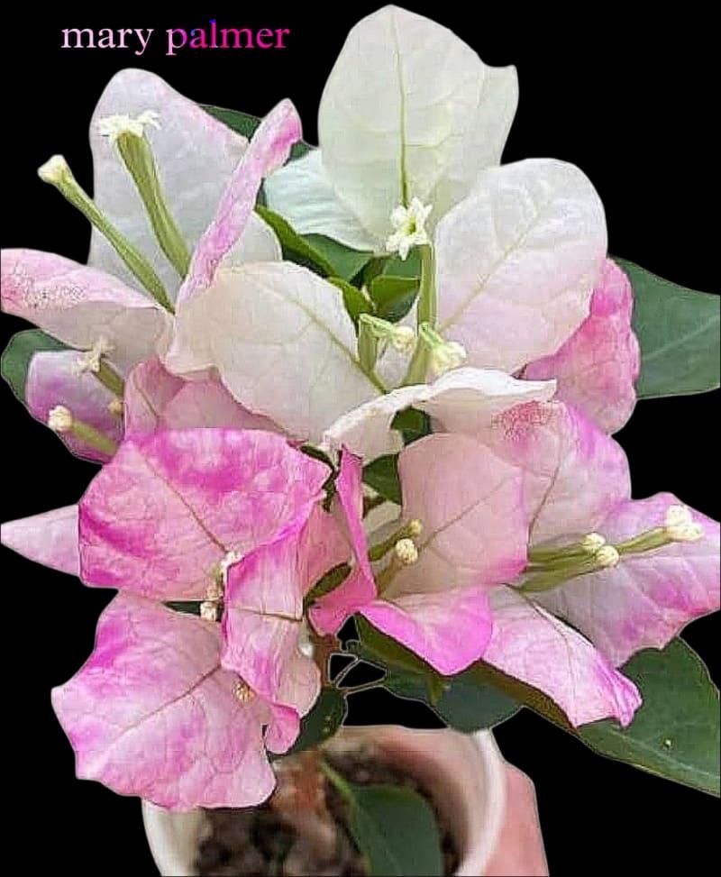 Mary Palmer Bougainvillea Live Plant (Pack of 1)