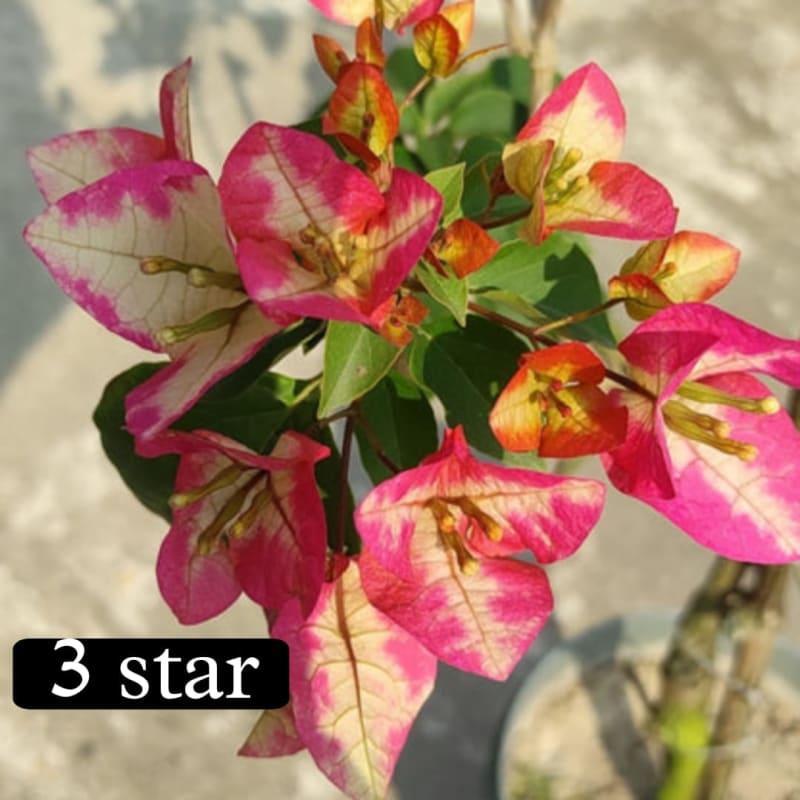 3 Star Bougainvillea Live Plant (Pack of 1)