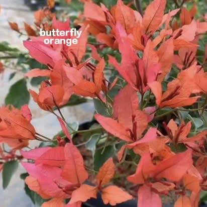 Butterfly orange live plant pack of 01