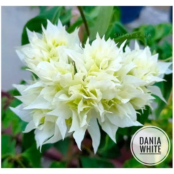 Dania White Bougainvillea Plant (Pack of 1)