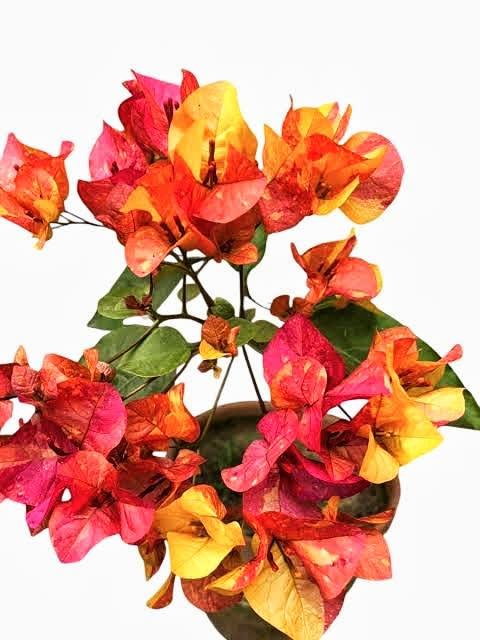 Aderna bougainvillea pack of 01 plant