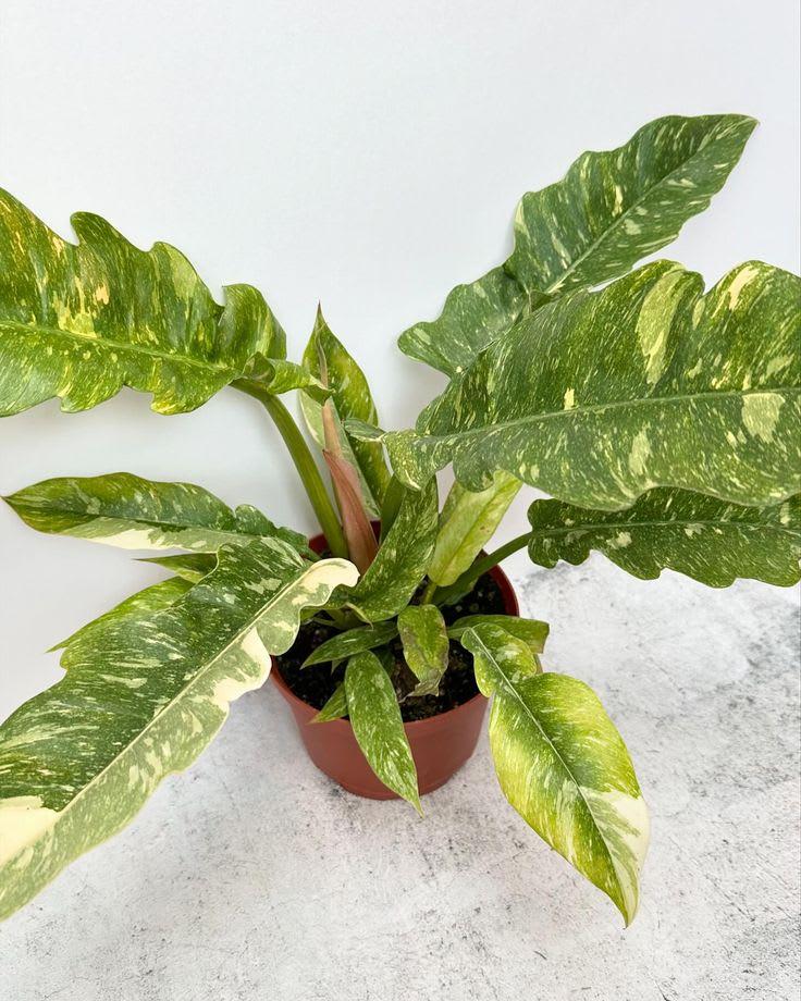 Philodendron Ring of Fire Live Plant (Pack of 1)
