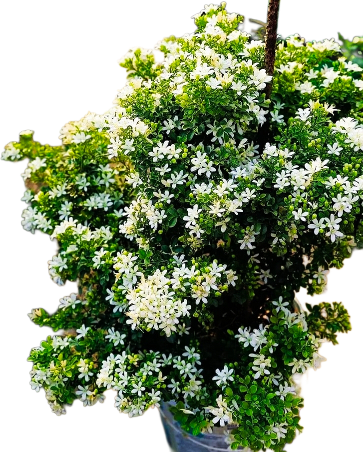 Madhu Kamini (white Jasmine) pack of 01