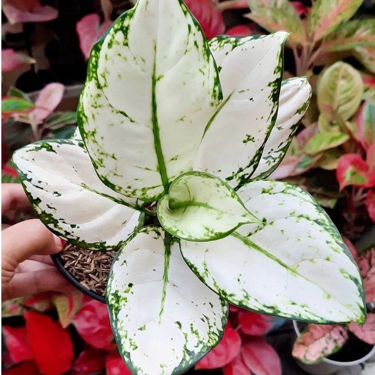 Super White Aglaonema Live Indoor Plant (Pack of 1)