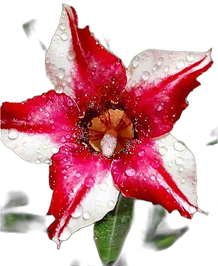 Adenium single petal pack of 01 plant