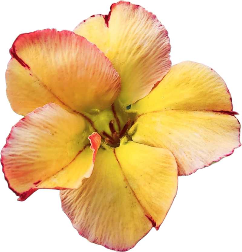 Single petal grafted pack of 01 plant