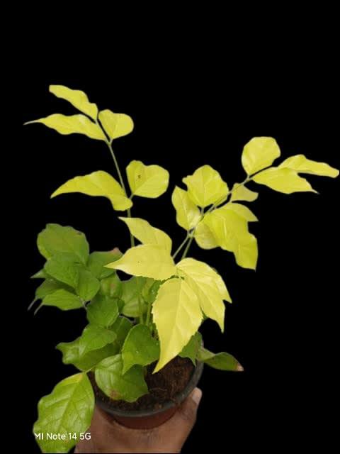 Golden China Doll Live Plant (pack of 01)