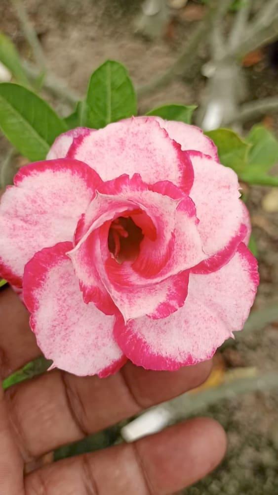 Adenium grafted rosy variety pack of 01