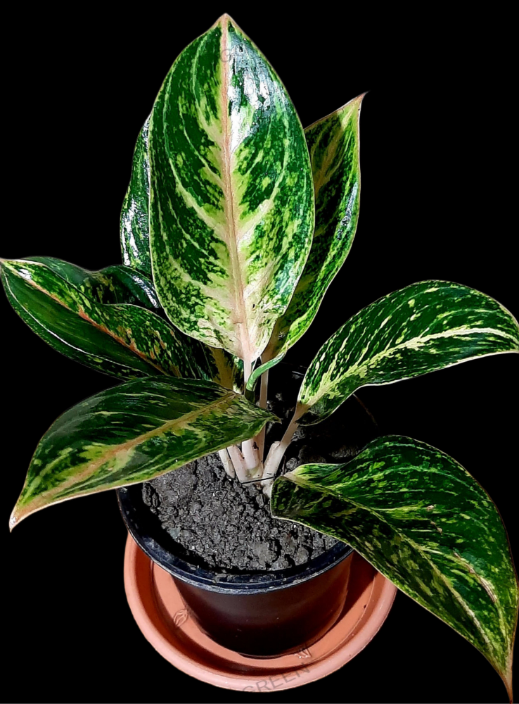 Aglaonema Sparkling Sarah Live Indoor Plant (Pack of 1)