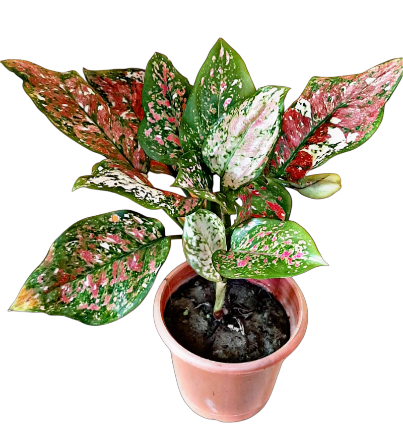 Aglaonema Tricolor Live Indoor Plant (Pack of 1)