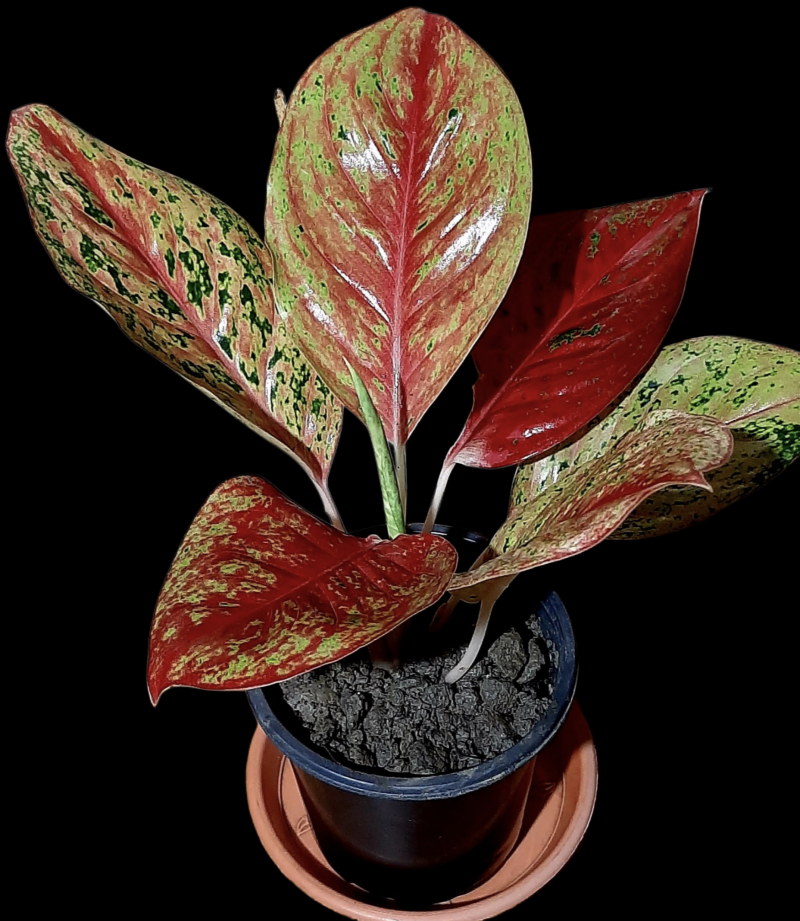Aglaonema red beauty Live Indoor Plant (Pack of 1)