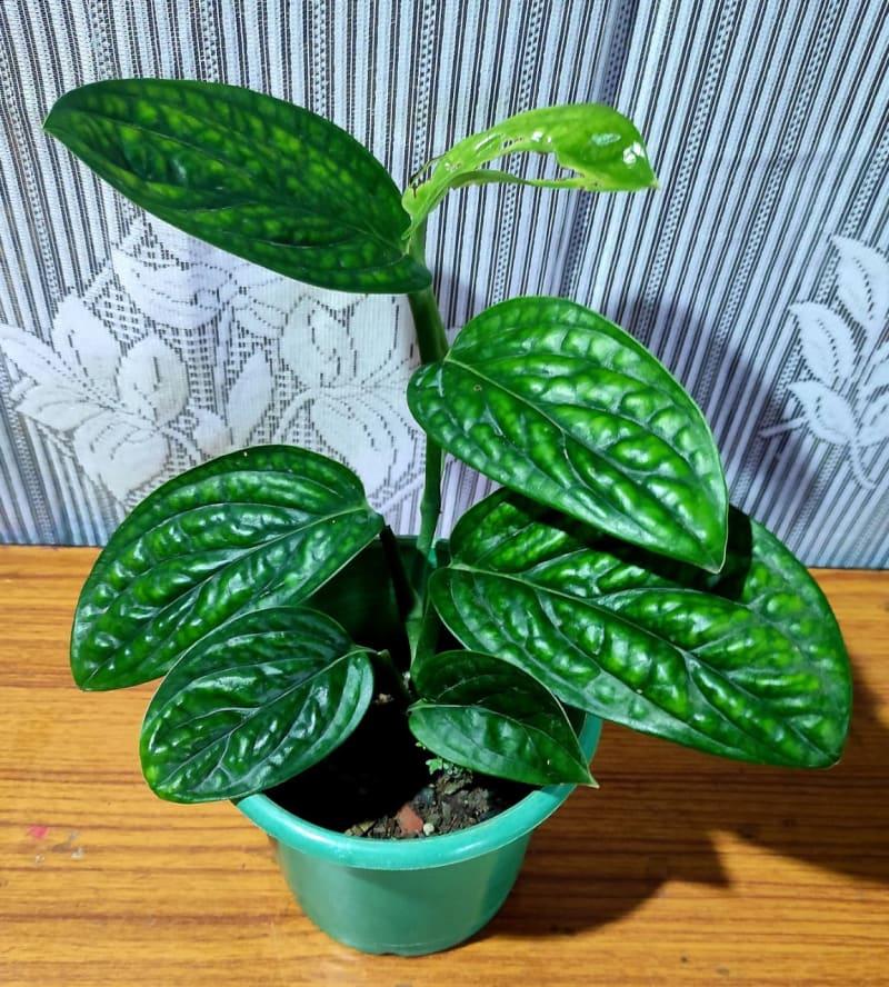 Monstera Peru Live Indoor Plant (Pack of 1)