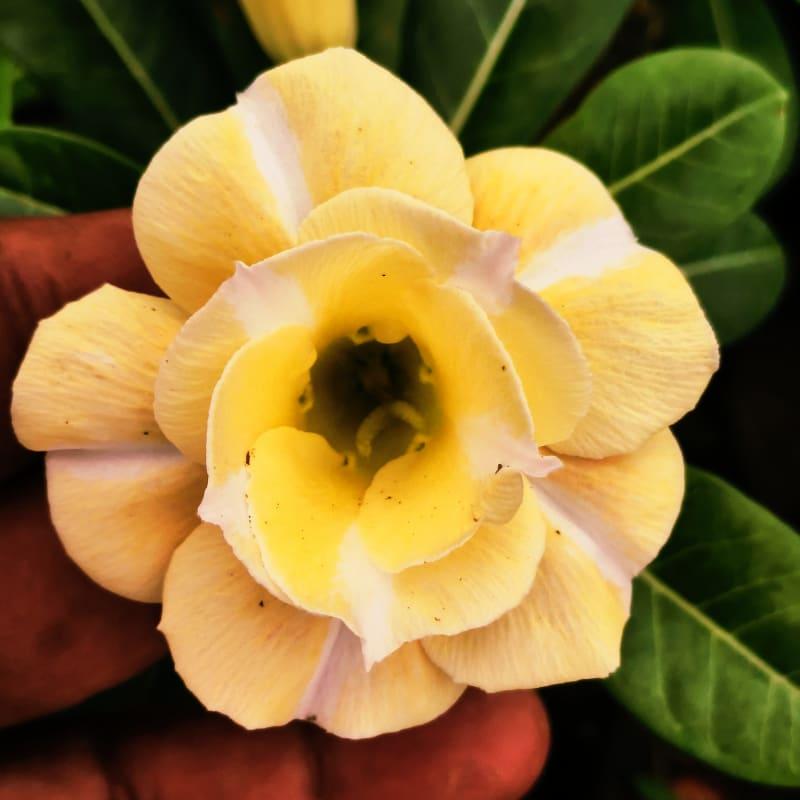 Rosy Variety Grafted Live Plant pack of 01