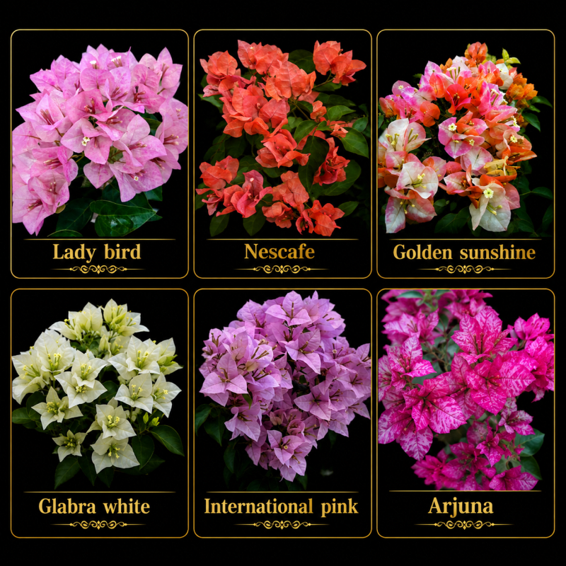 Bougainvillea Combo Pack of 6 Live Plants |