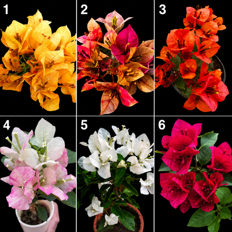 Bougainvillea Flowering Plant Combo – Pack of 6