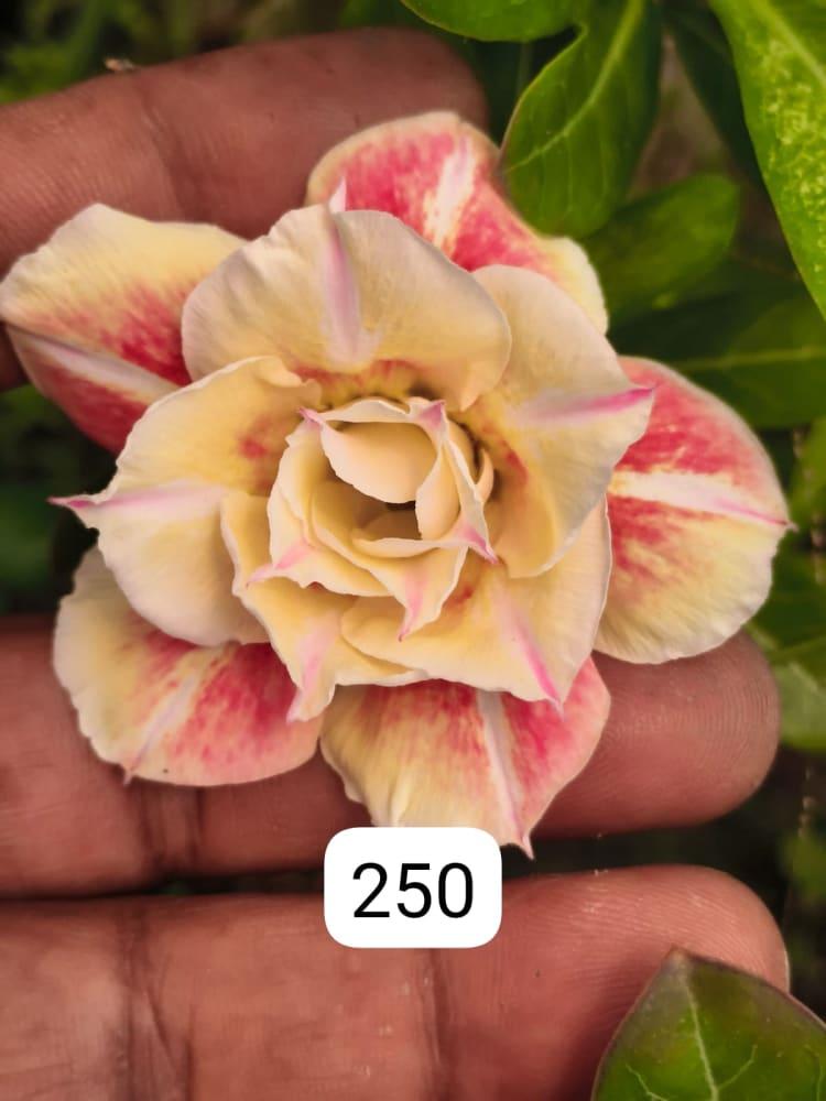 Rosy variety grafted