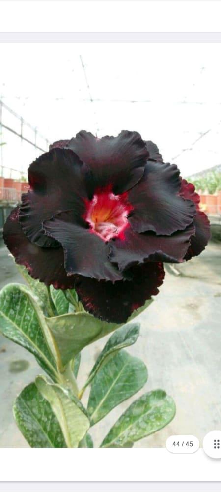 Grafted adenium rosy variety