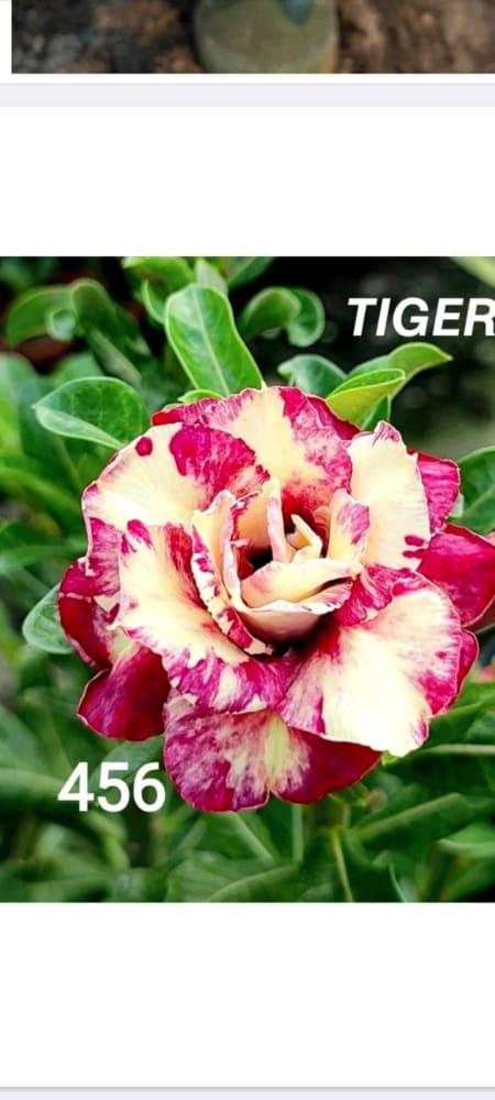 Grafted rosy variety pack of 01