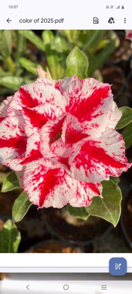 Grafted rosy variety
