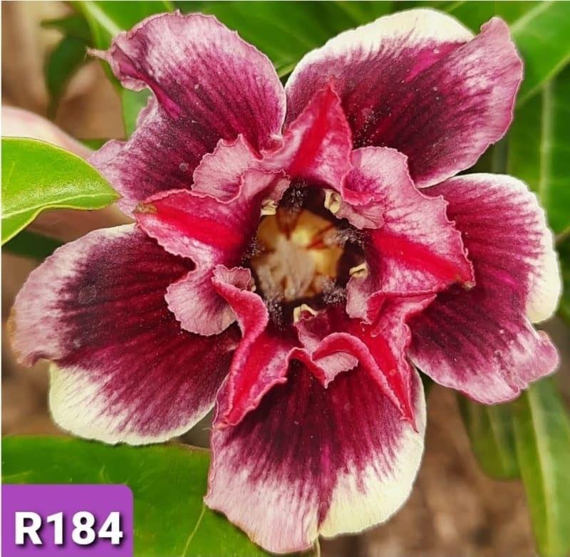 Grafted rosy variety pack of 01