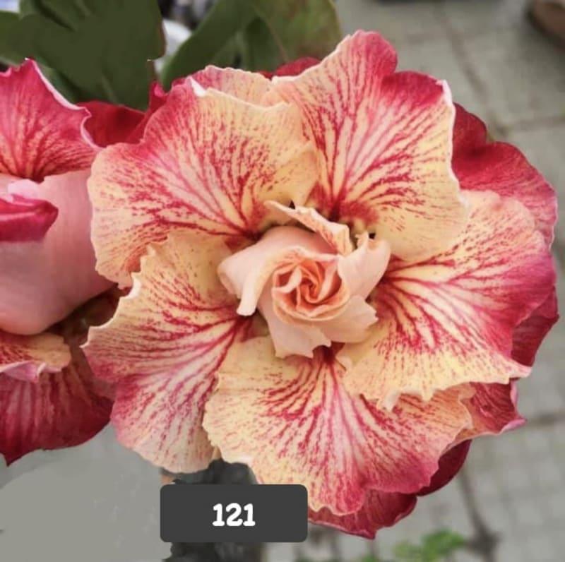 Grafted rosy variety pack of 01