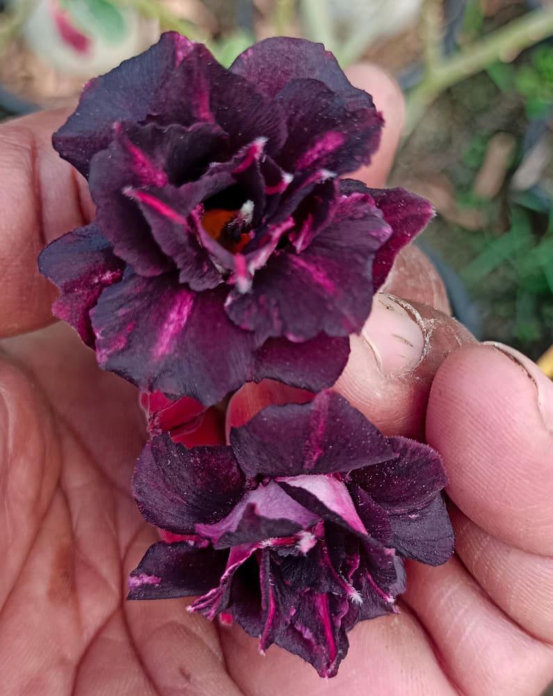 Grafted adenium rosy variety pack of 01