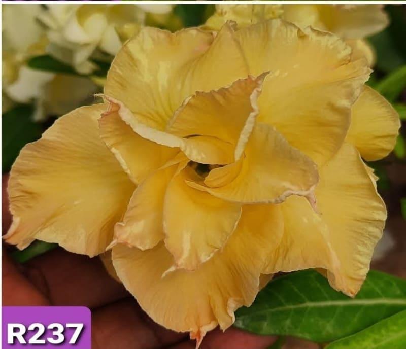 Grafted adenium rosy variety pack of 01