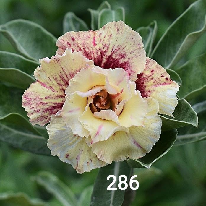 Grafted rosy variety pack of 01