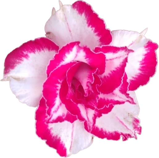 Grafted rosy variety pack of 01