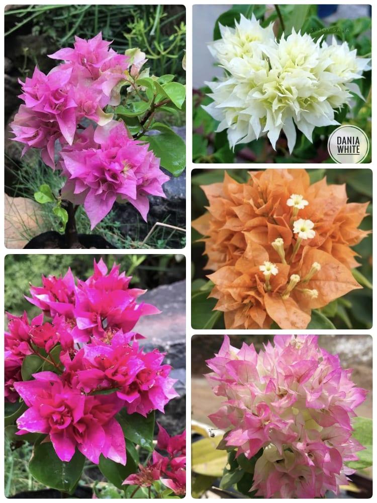 Bougainvillea Combo Pack of 5 Varieties |
