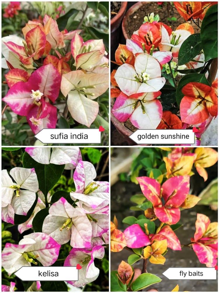 BOUGAINVILLEA COLLECTION 4 PLANTS
